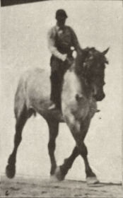 Plate 599 'Dusel' trotting, bareback — figure reference